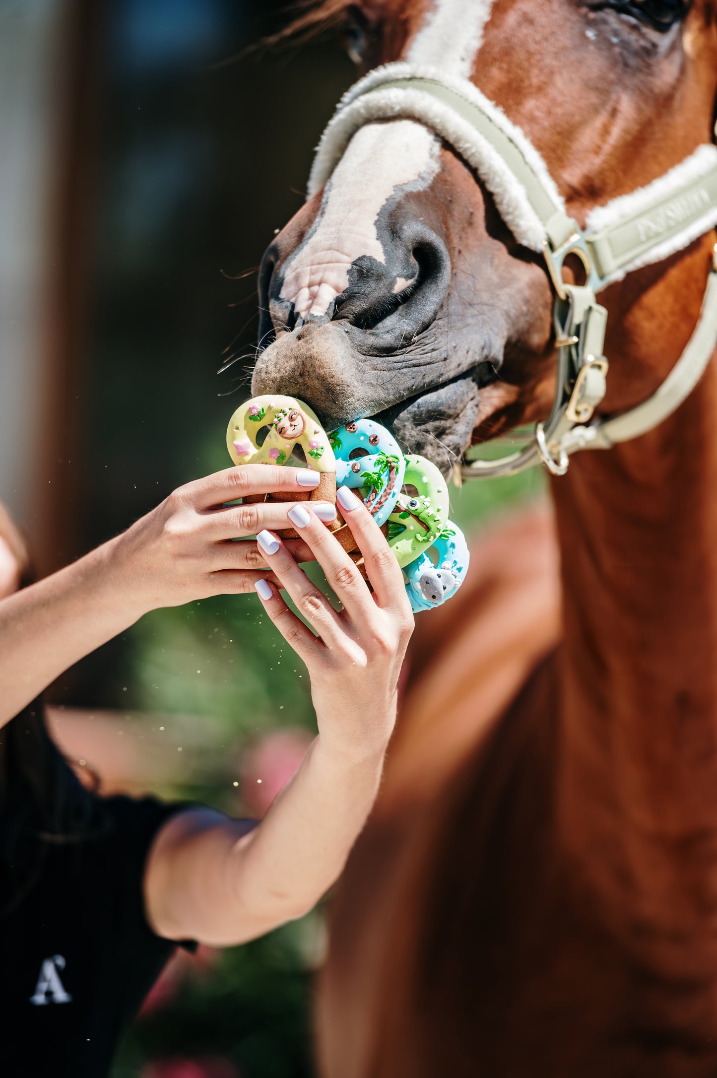 JUNGLE - Limited Edition Iced Pretzels I 6 Royal-icing decorated horse treat pretzels