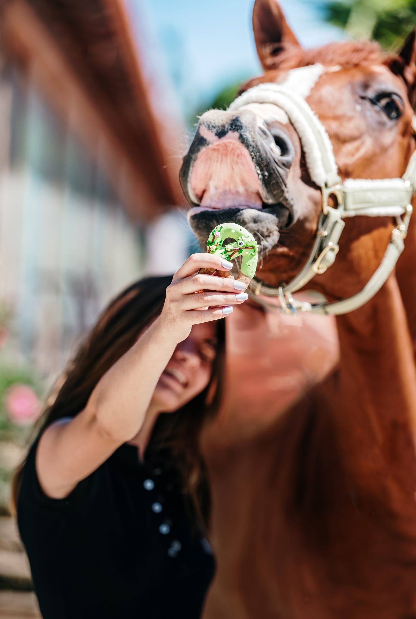 JUNGLE - Limited Edition Iced Pretzels I 6 Royal-icing decorated horse treat pretzels